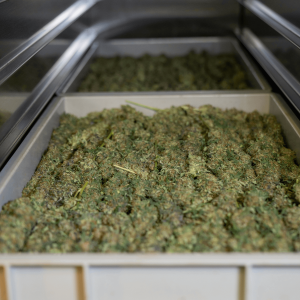 harvested hemp buds on a tray