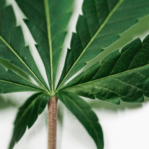 up close image of green cannabis leaf