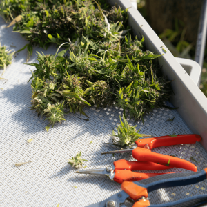 sheers next to trimmed cannabis plants