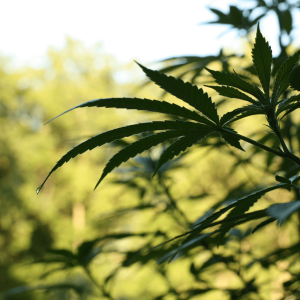 growing hemp plant in a field