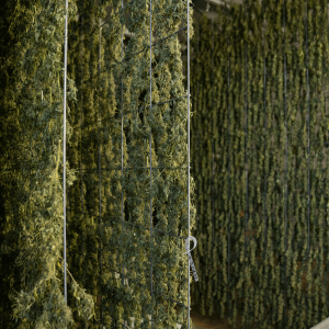 green cannabis plants hanging to dry