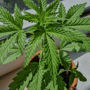 hemp plant in a clay pot