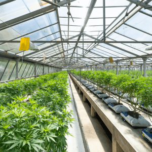 cannabis plants in a greenhouse