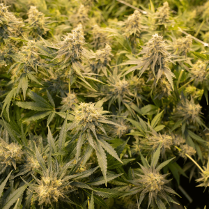 full grown hemp plants