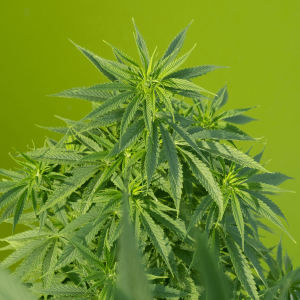 hemp plant against a green background