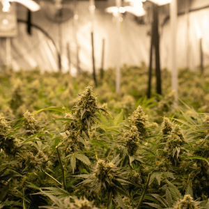 hemp plant grown indoors