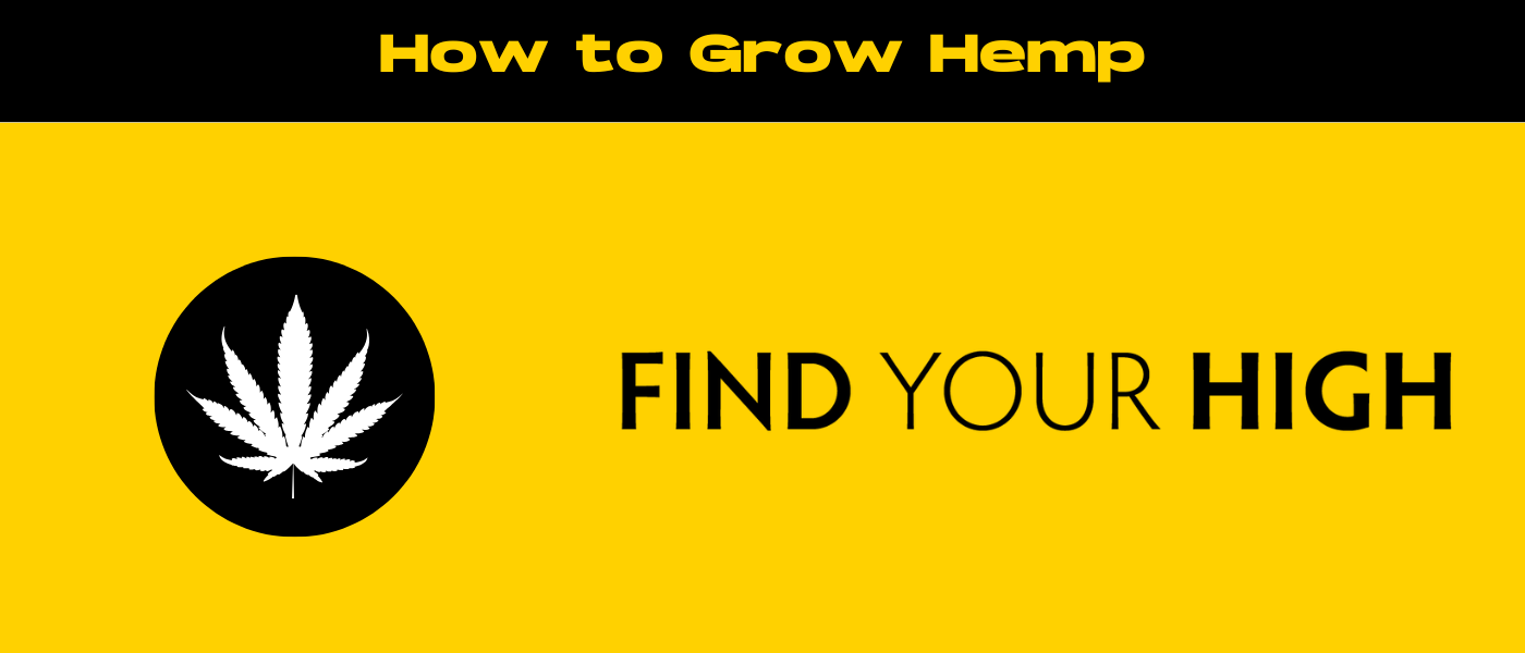 black and yellow banner image for how to grow hemp blog