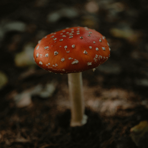 amanita muscaria mushroom