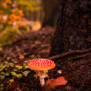 mushroom on the forest floor