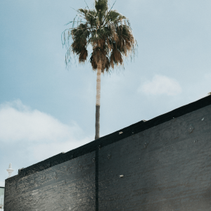 altered perception of palm tree on the side of a building 