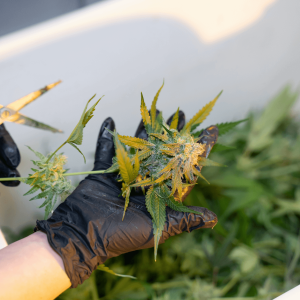 person trimming a hemp plant