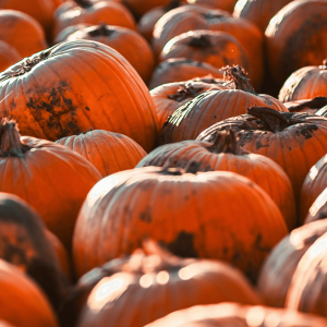 orange pumpkins in a pumpkin patch