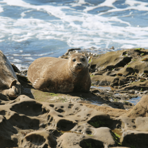 a seal on coastal rocks