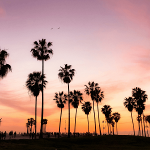 silhouette of palm trees at sunset in venice beach california