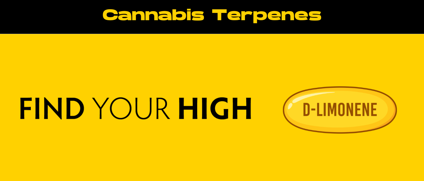black and yellow banner image for cannabis terpenes blog