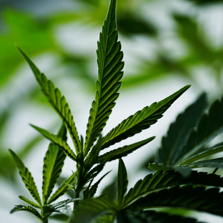 What Do Weed Plants Look Like? A Look at Their Growth Stages