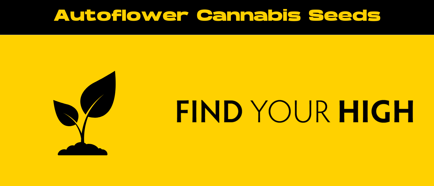 black and yellow banner image for autoflower cannabis seeds blog