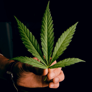 hand holding large cannabis leaf
