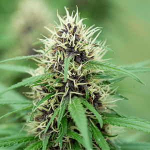 up close image of pistils on a cannabis plant 