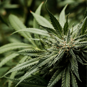 up close image of cannabis flower on plant