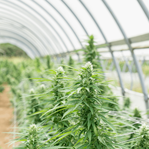 cannabis plants in a greenhouse