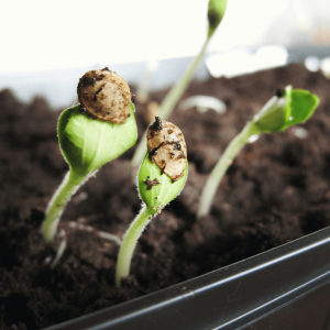 cannabis seedlings