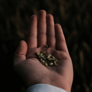 hand holding cannabis seeds