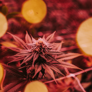 cannabis plants in a red room