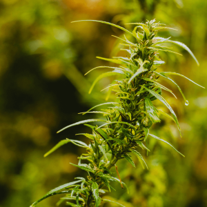 green cannabis sativa plant