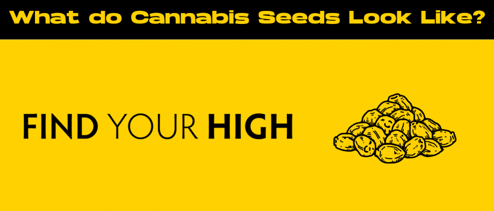 What Do Cannabis Seeds Look Like? A Complete Visual Guide