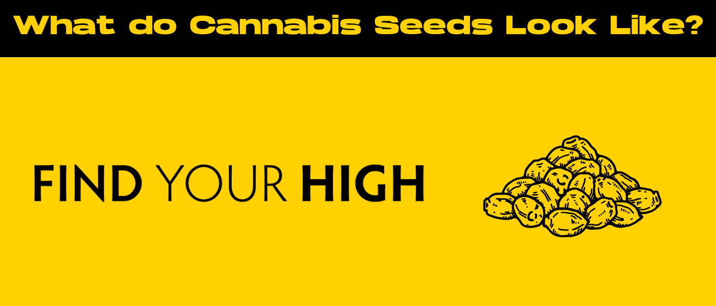 black and yellow banner image for what do cannabis seeds look like blog