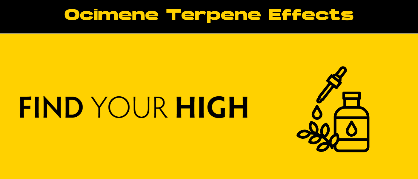 black and yellow banner image for ocimene terpene effects blog
