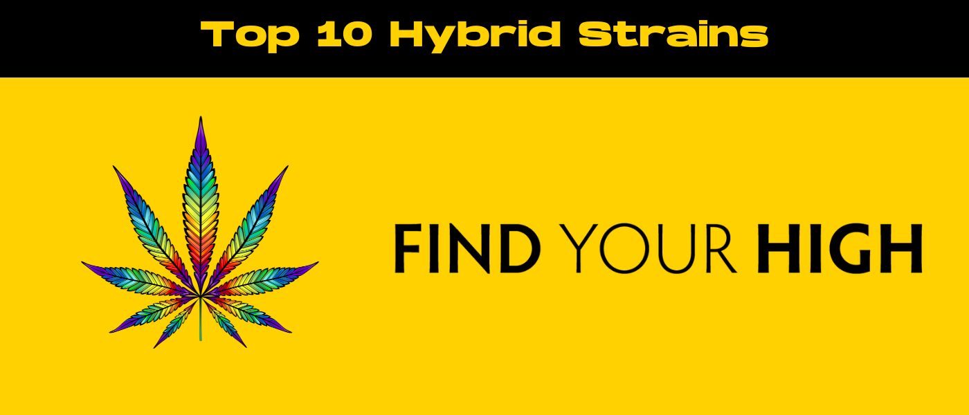 black and yellow banner image for top 10 hybrid strains blog