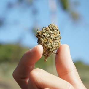 two fingers holding a nug