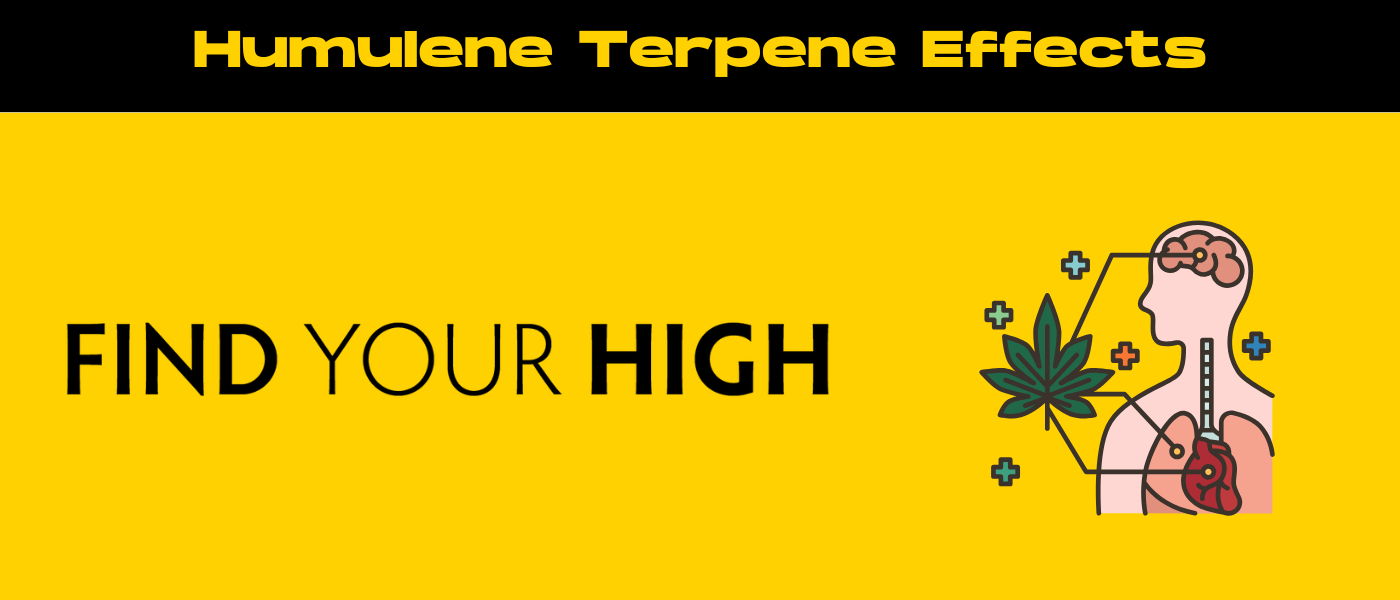 black and yellow banner image for humulene terpene effects blog