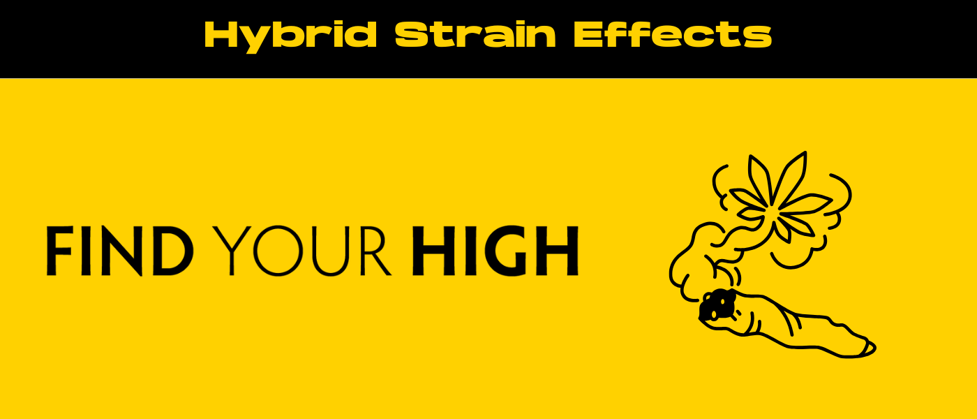 black and yellow banner image for hybrid strain effects blog
