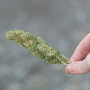 person holding long cannabis nug