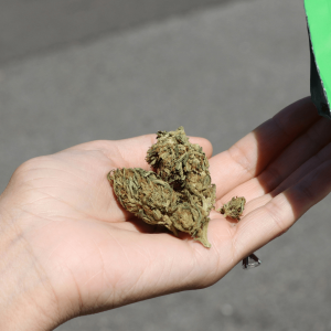 cannabis flower poured into palm from green bag