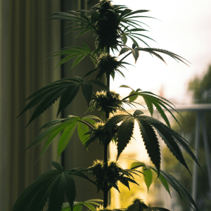tall cannabis plant