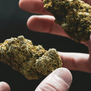 two hands holding 2 flower nugs