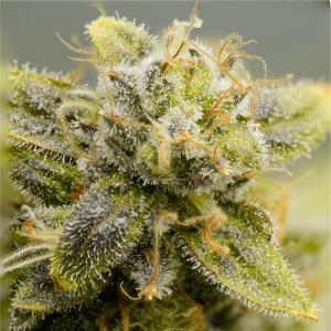 super up close of cannabis flower