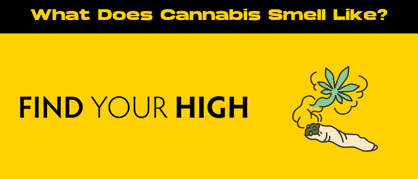 black and yellow banner image for what does cannabis smell like blog