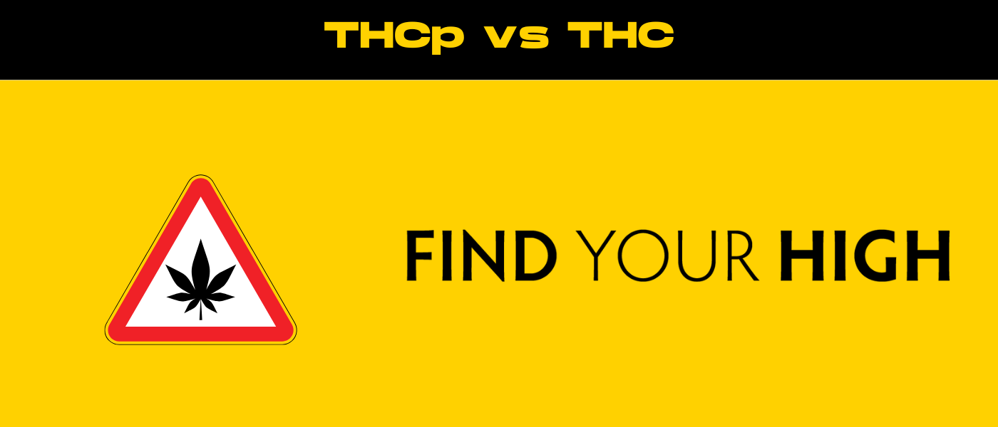 black and yellow banner image for thcp vs thc blog
