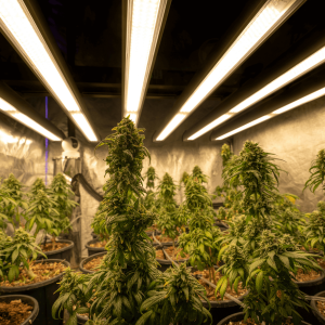 cannabis plants in grow room