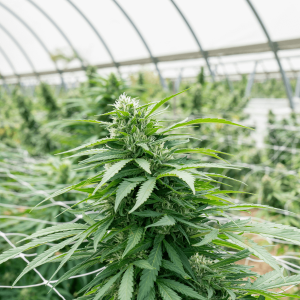 cannabis plant in greenhouse