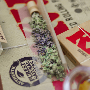 cannabis flower in rolling paper