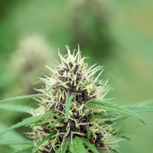 cannabis plant with pistils