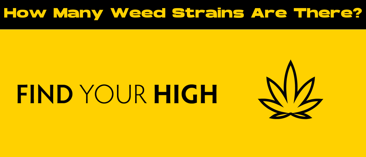 black and yellow banner image for how many weed strains are there blog
