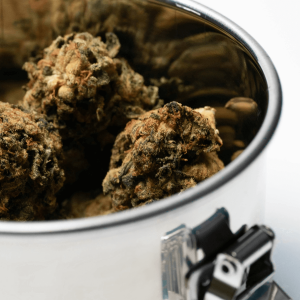 cannabis flower in silver pot