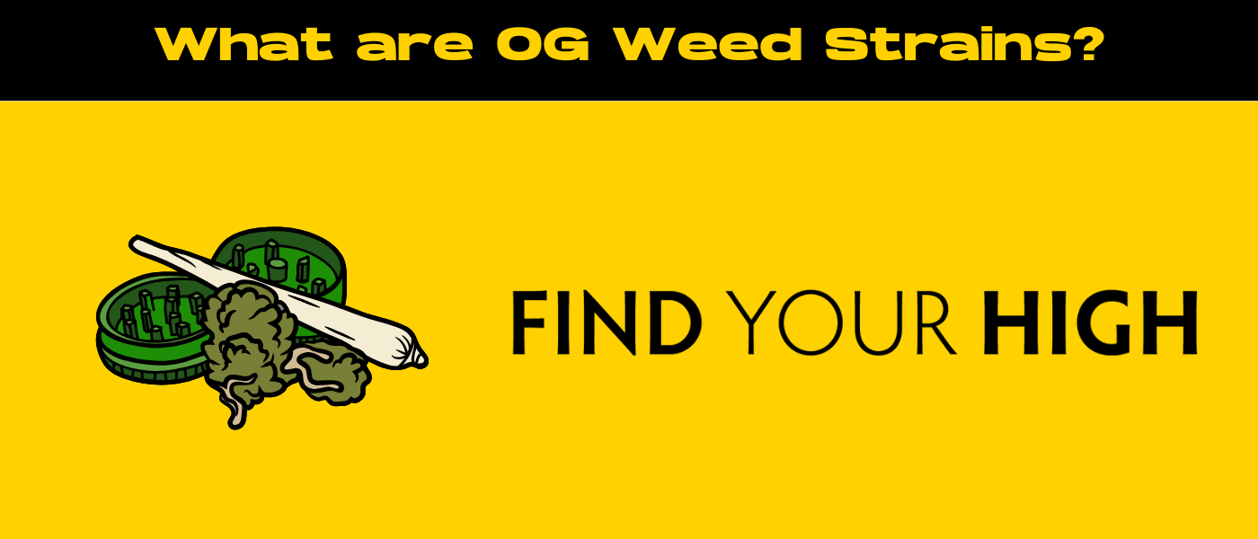 black and yellow banner image for what are og weed strains blog